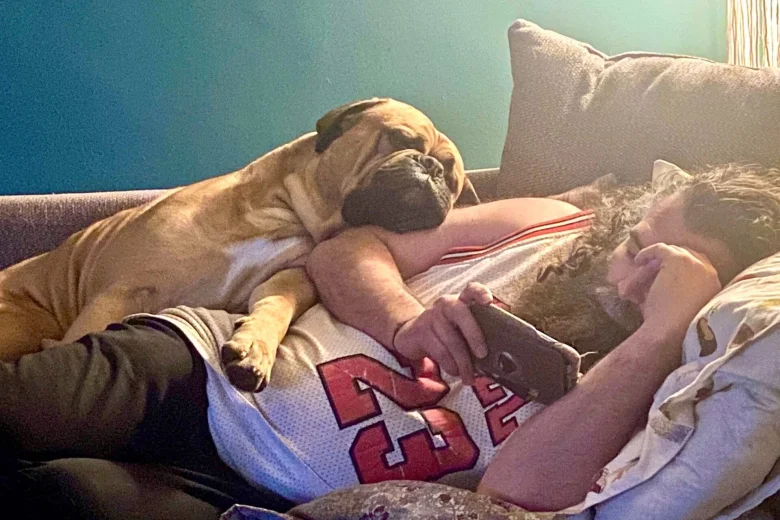 Bullmastiff