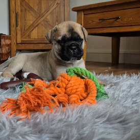 Bullmastiff