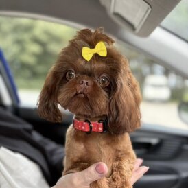 Shih Tzu