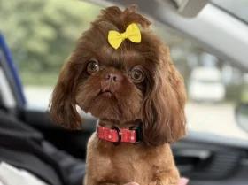 Shih Tzu