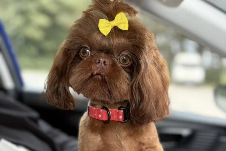 Shih Tzu