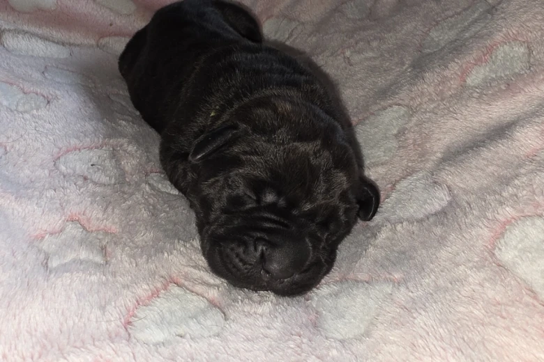 Cane Corso