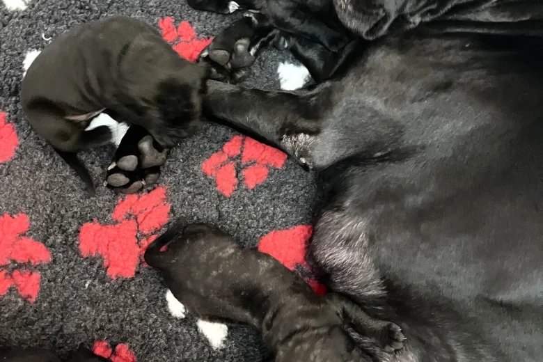 Cane Corso