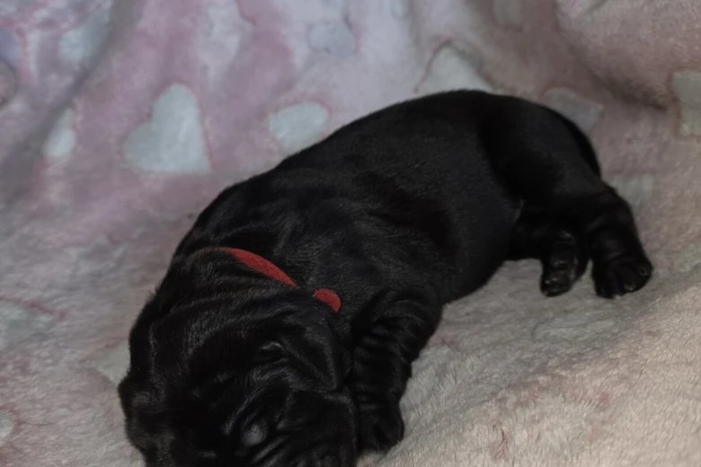 Cane Corso