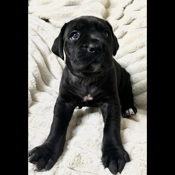 Cane Corso