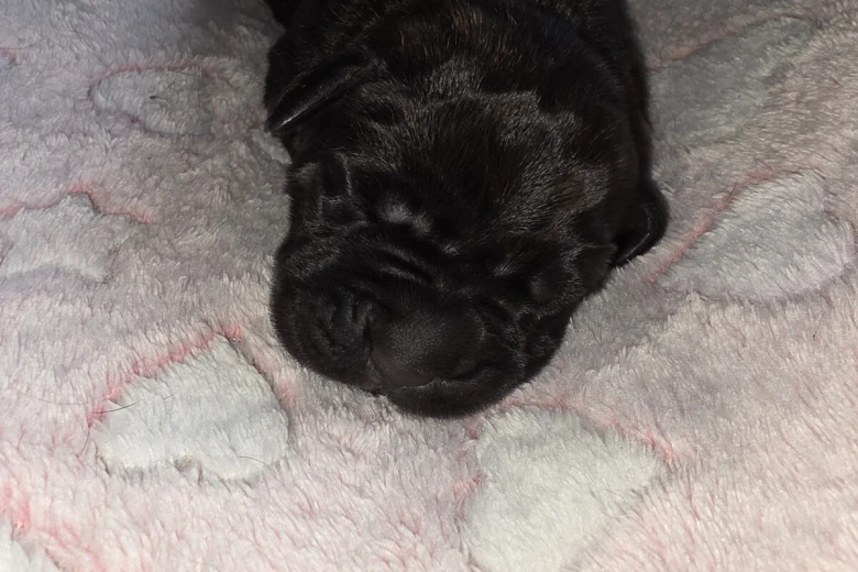 Cane Corso