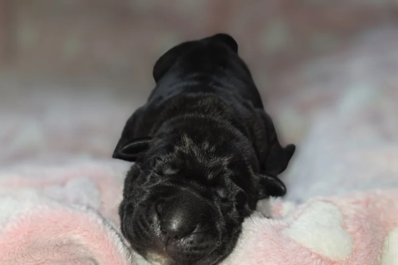 Cane Corso