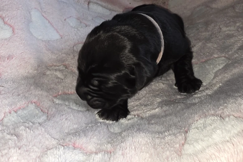 Cane Corso