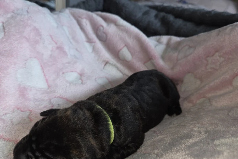 Cane Corso