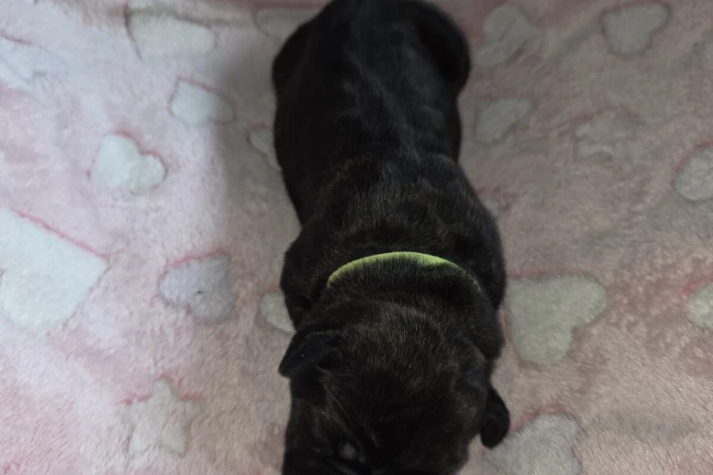 Cane Corso
