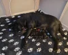 Cane Corso