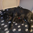 Cane Corso