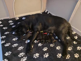 Cane Corso