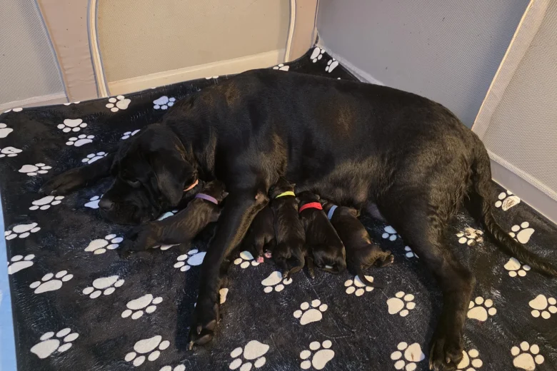 Cane Corso