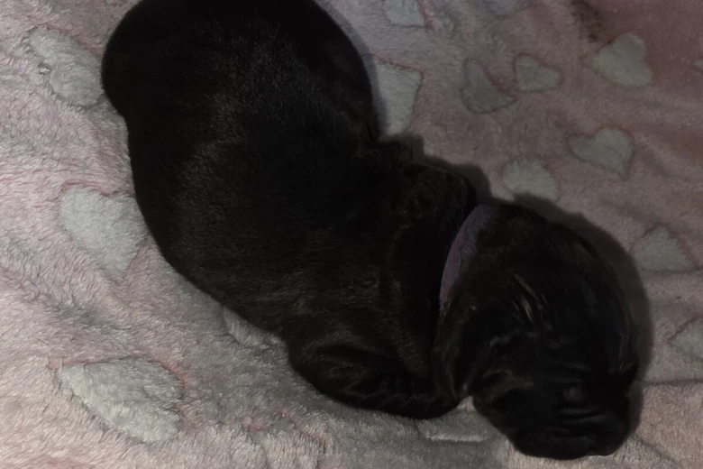 Cane Corso
