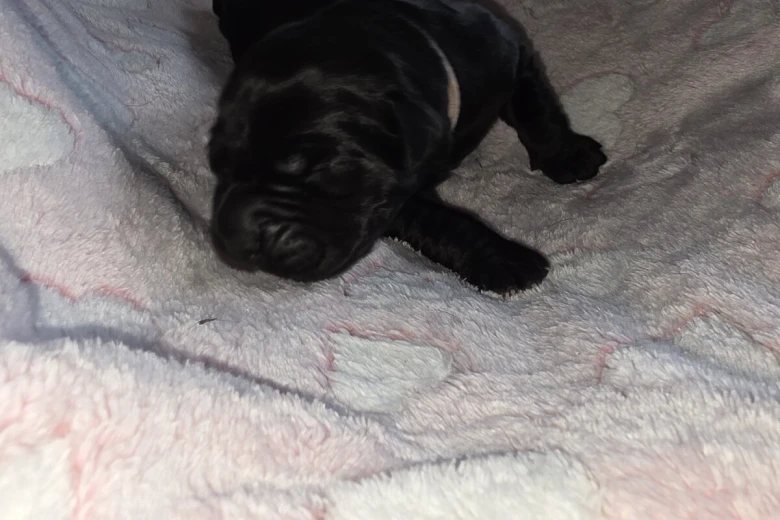 Cane Corso