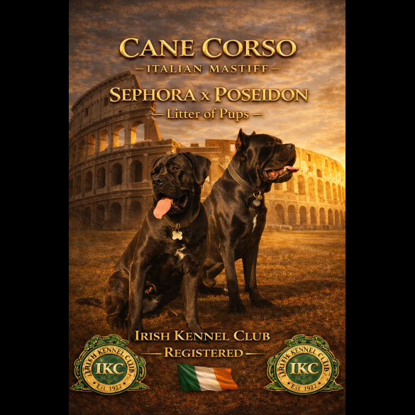Cane Corso