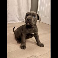 Cane Corso