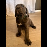 Cane Corso