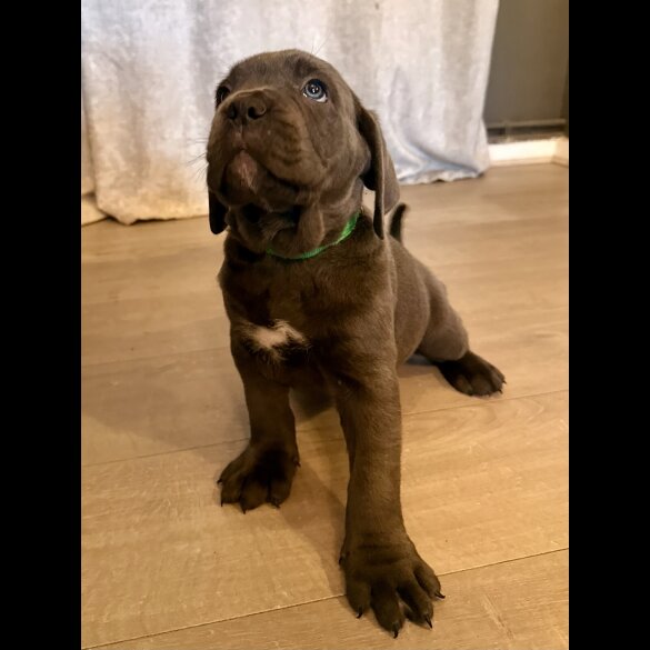 Cane Corso