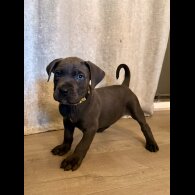 Cane Corso