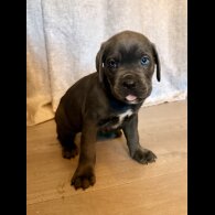 Cane Corso
