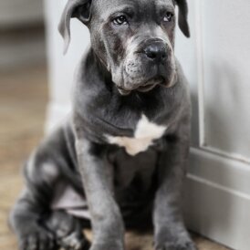 Cane Corso