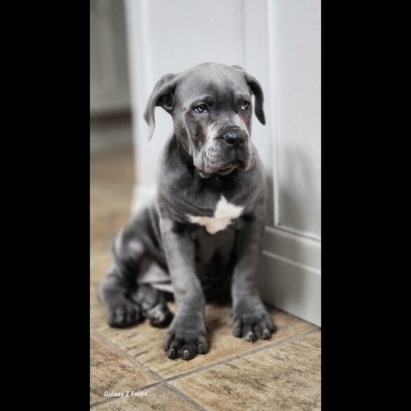 Cane Corso