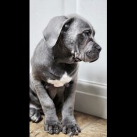 Cane Corso