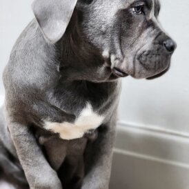Cane Corso
