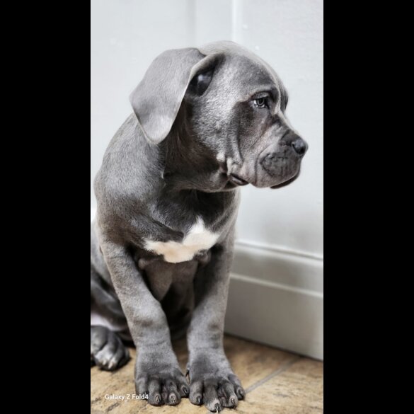 Cane Corso