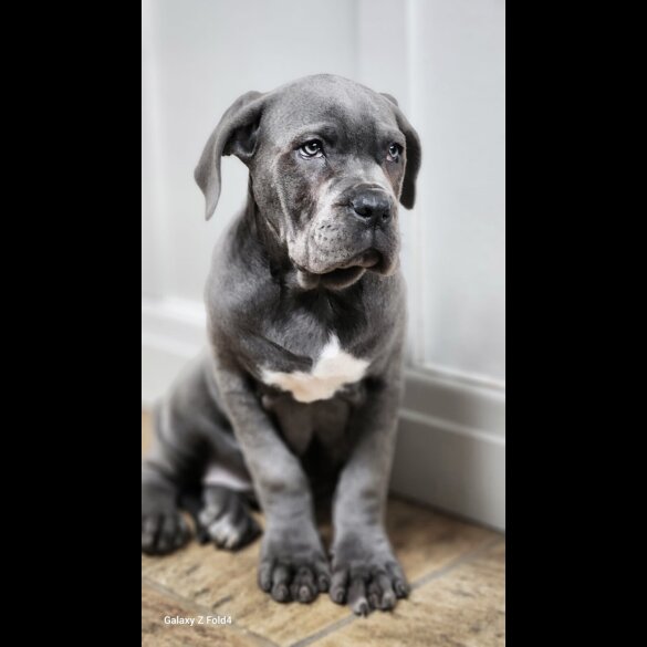 Cane Corso