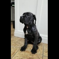 Cane Corso