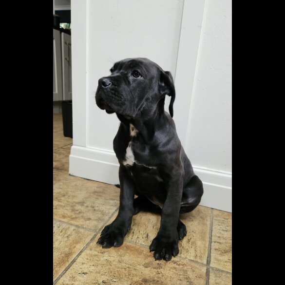 Cane Corso