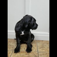 Cane Corso