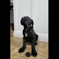 Cane Corso