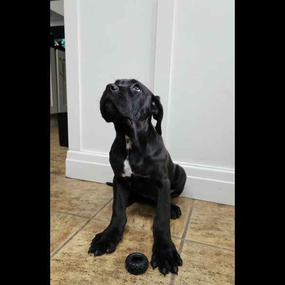 Cane Corso