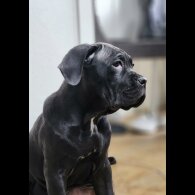 Cane Corso