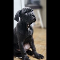 Cane Corso