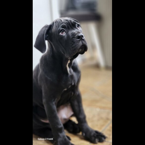 Cane Corso