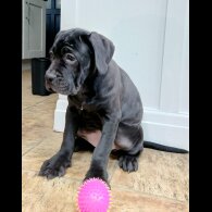 Cane Corso