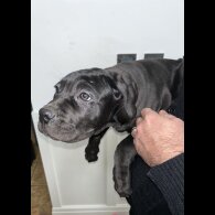 Cane Corso