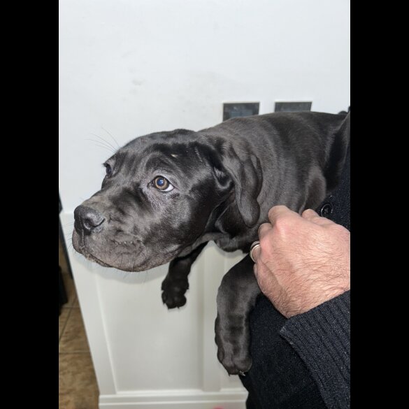 Cane Corso
