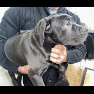 Cane Corso