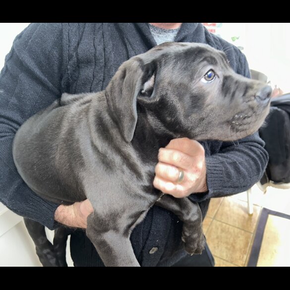 Cane Corso