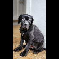 Cane Corso