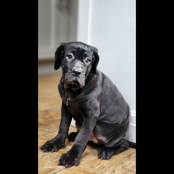Cane Corso