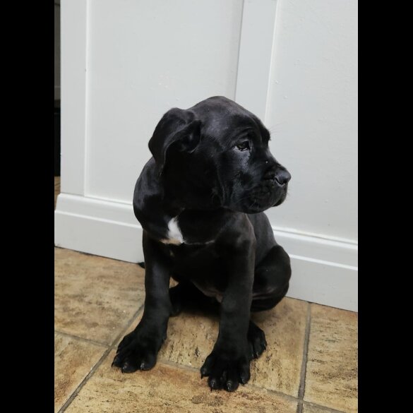 Cane Corso
