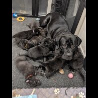 Cane Corso