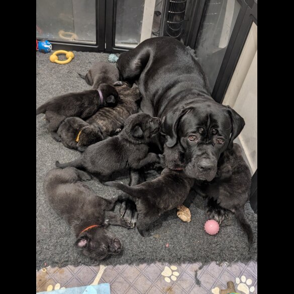 Cane Corso
